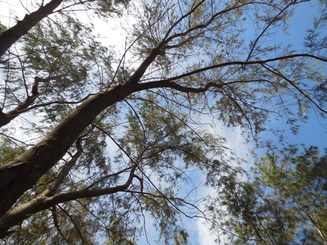 (Photo : Coumba Sylla)