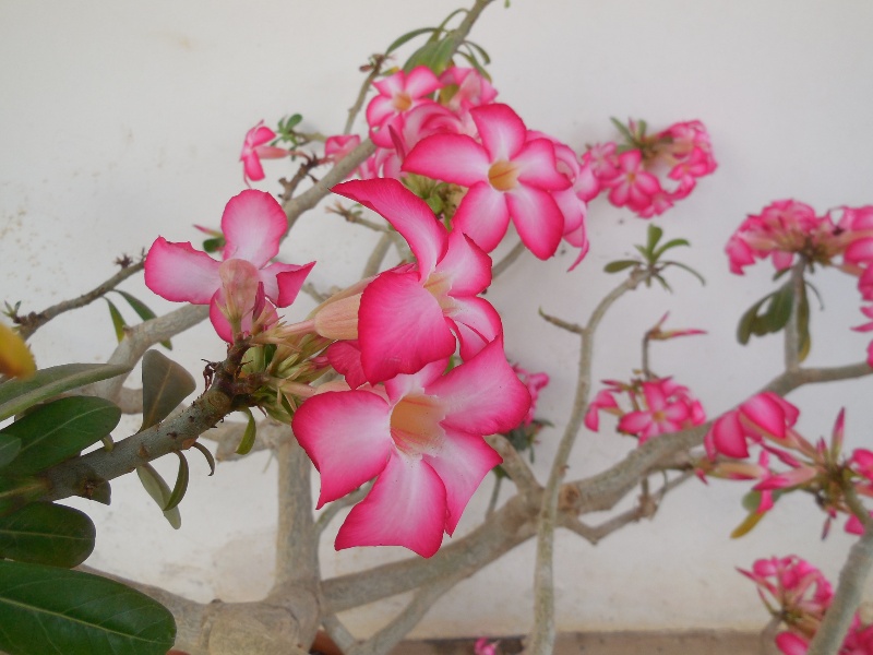 (Photo : Coumba Sylla, Dakar, juin 2019.)