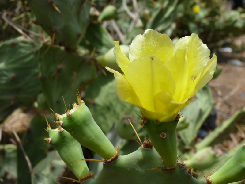 (Photo : Coumba Sylla)